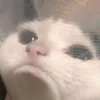 ximuoi_2k9