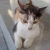 memnornhy