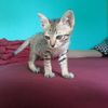 tamthisha