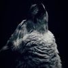 night_wolf_191