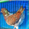 hakim.vloge66
