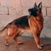 amou980