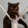 northern_meow_cattery
