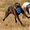 lurcherlife