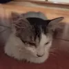 omegamind1