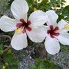 liedalieza