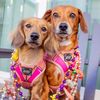 thesausagepawty