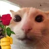 saschioooo