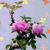 trungthanh_1972hp