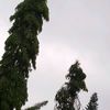 zazgskuy_