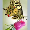 matrxi602tiktok.com602