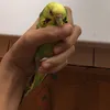 fucucicioctit