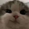 jennyblinh