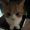 zyrwdf
