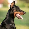 dobermanzaga