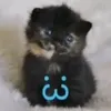 kiskachka