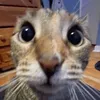 1_l0v3_cats_17.8