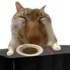 itchisan_