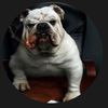lazydog58