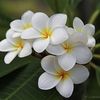 plumeria84