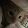tenmihlahctu
