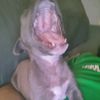 pimientomango