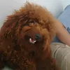 bechanbong