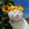 meiiphwn7442