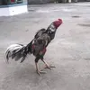 trungthan565