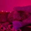 niicy0