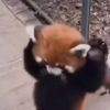 chwaddle