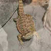 clixxpy