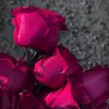 np_gg2