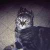 bluecat1982