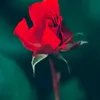userazmc3f8d