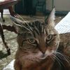 catladysomething