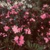 sanj_6r