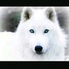 el_lobo_blanc0