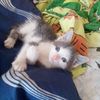 gippi11_13