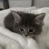 riiiiasss