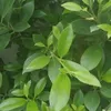 phyothu1461