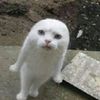 yokkimty