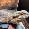 kahleesiofdragons