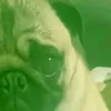 chupepooo