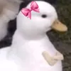 apatapatricinha