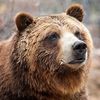 kodiak_pack_attack
