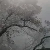 dark_forest33