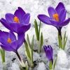 snowdrop1990