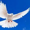 burung_dara88