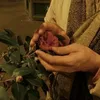 زَهْــرَاءَ..